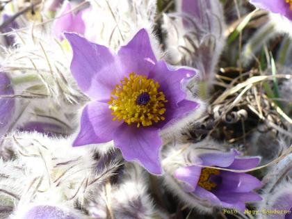 Pulsatilla grandis